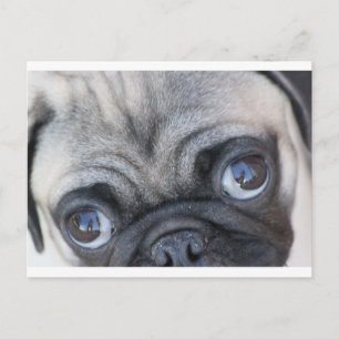 Carte Postale Doobie's Eyes