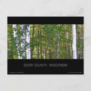 Carte postale Door County Birch Trees
