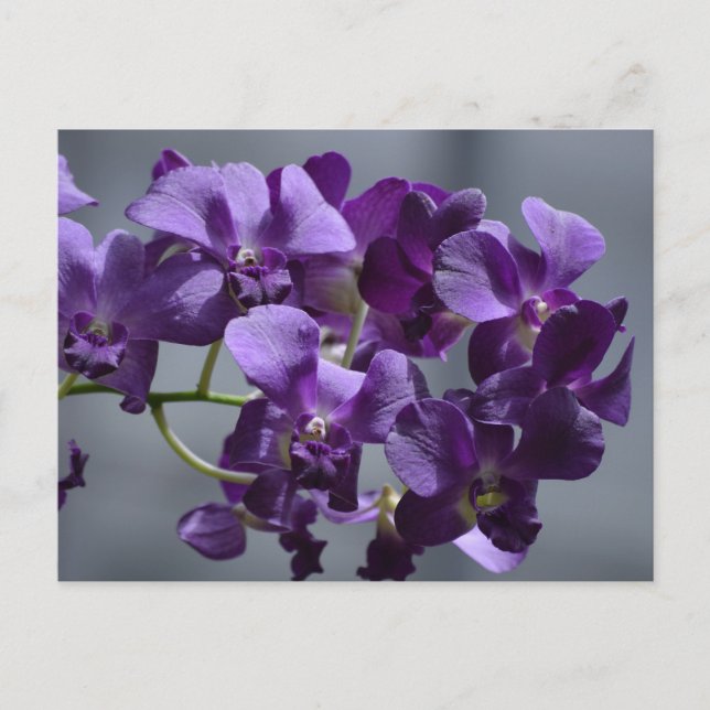 Carte postale d'orchidées violettes (Devant)
