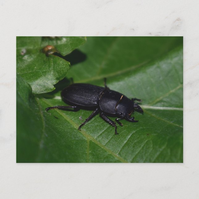Carte Postale Dorcus parallelipipedus, le moindre dendroctone du (Devant)