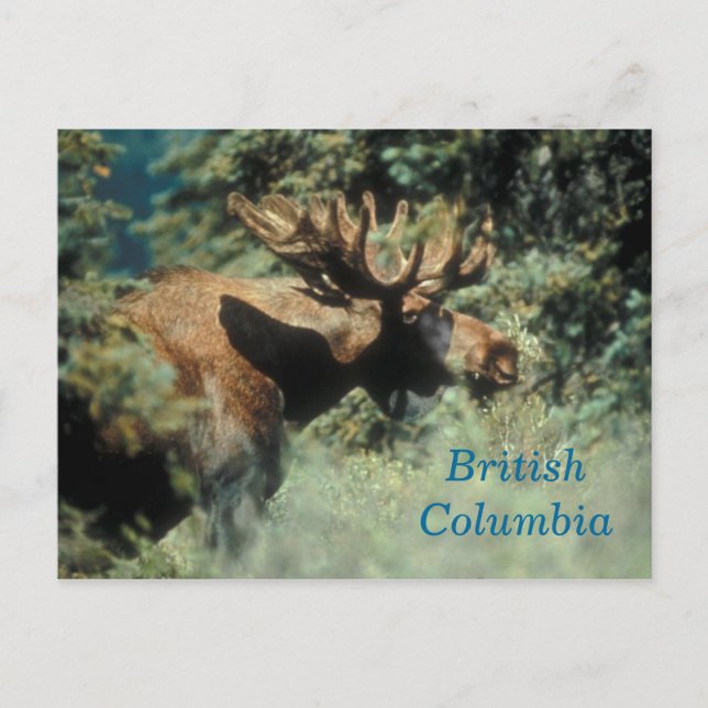 Carte postale d'orignal de la Colombie-Britannique (Devant)