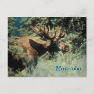 Carte postale d'orignal du Manitoba
