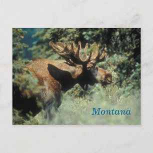 Carte postale d'orignal mâle du Montana