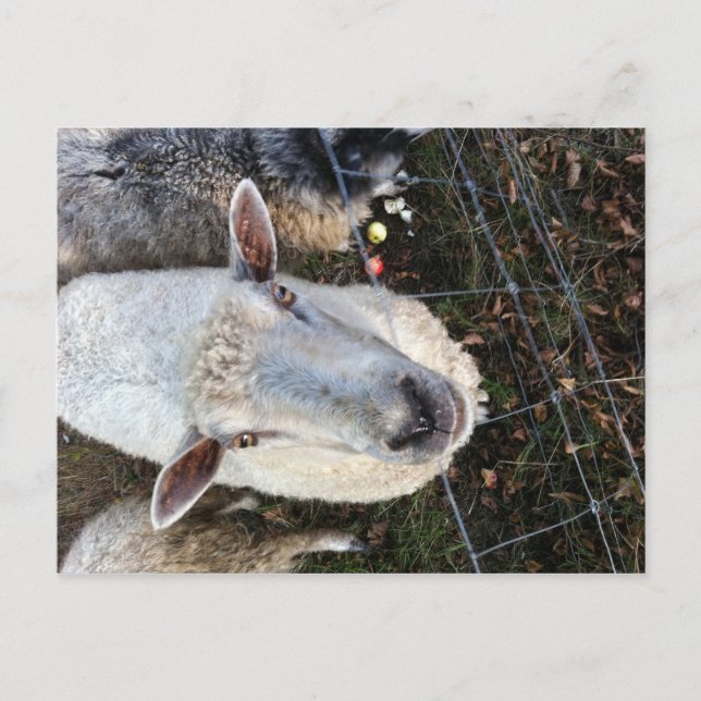 Carte Postale Doris les moutons (Devant)
