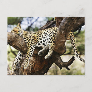 Carte Postale Dormir Cheetah