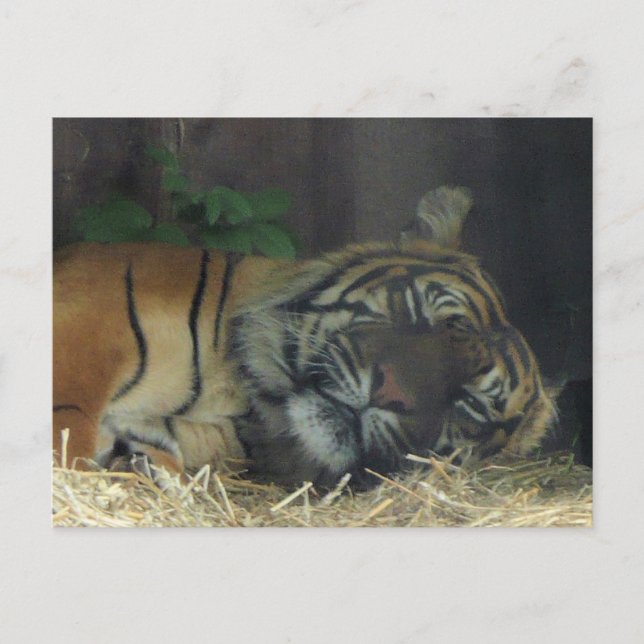 Carte Postale Dormir sur le tigre ? (Devant)