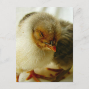 Carte Postale Dormir sur le travail