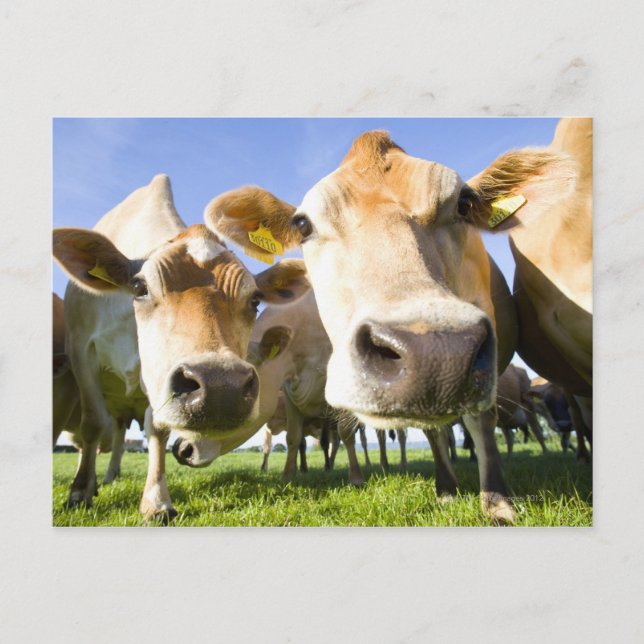 Carte Postale Dorset, UK (Devant)