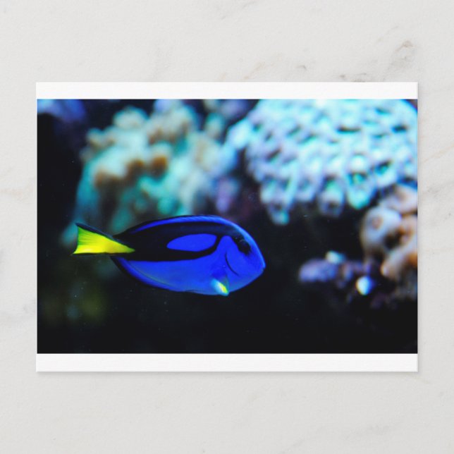 Carte Postale Dory, Poisson Bleu Tang (Devant)