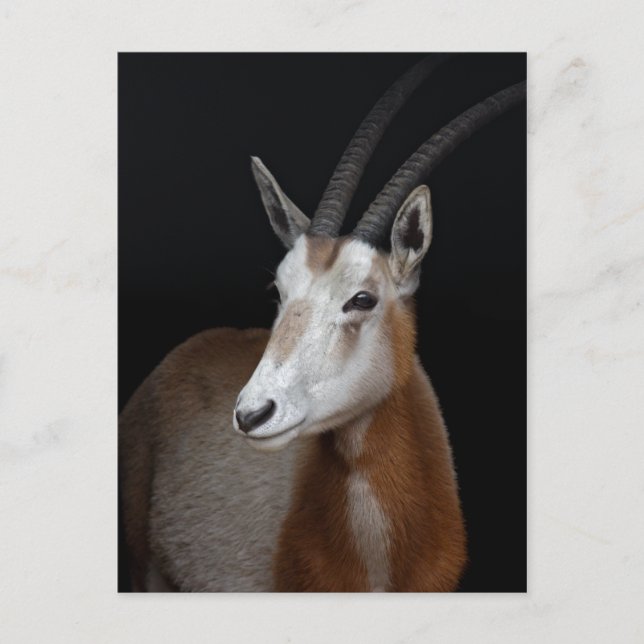 Carte postale d'Oryx (Devant)