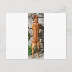 Carte Postale dos rhodésien