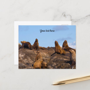 Carte postale d'otarie