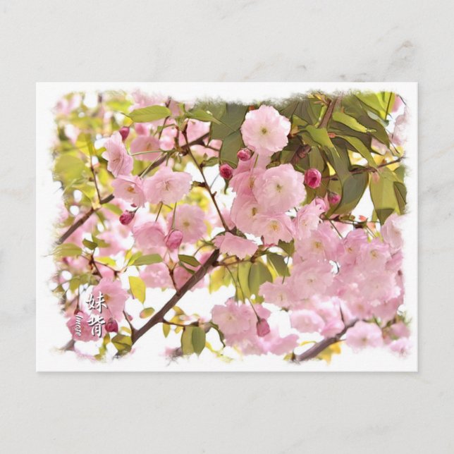 Carte Postale Double Cherry Blossom: Imose (Devant)