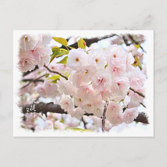 Carte Postale Double Cherry Blossom: Oh-jochin (Devant)