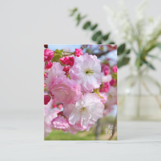 Carte Postale Double Cherry Blossom: Shogetsu (Debout devant)