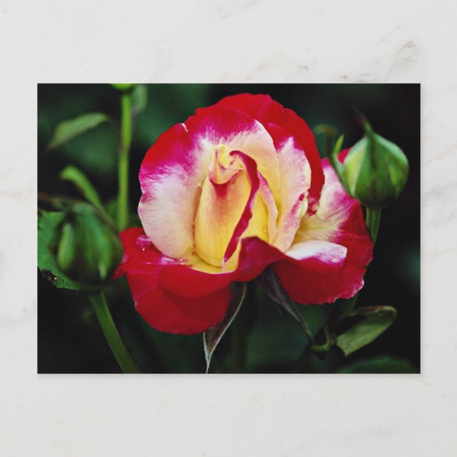Carte Postale Double Deluxe Hybrid Tea Rose Andeli Flux blanc (Devant)
