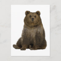 Carte postale Double Exposition Arbres Ours Brun