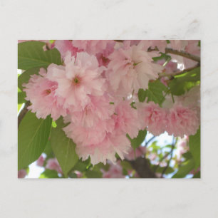 Carte Postale Double floraison cerisier II printemps fleuri