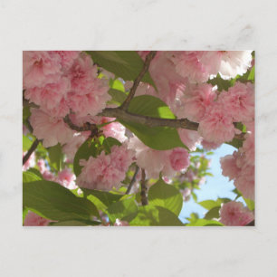 Carte Postale Double floraison cerisier III printemps fleuri