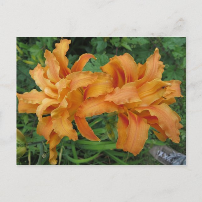 Carte Postale Double Lily (Devant)