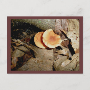Carte postale Double Orange Musrooms
