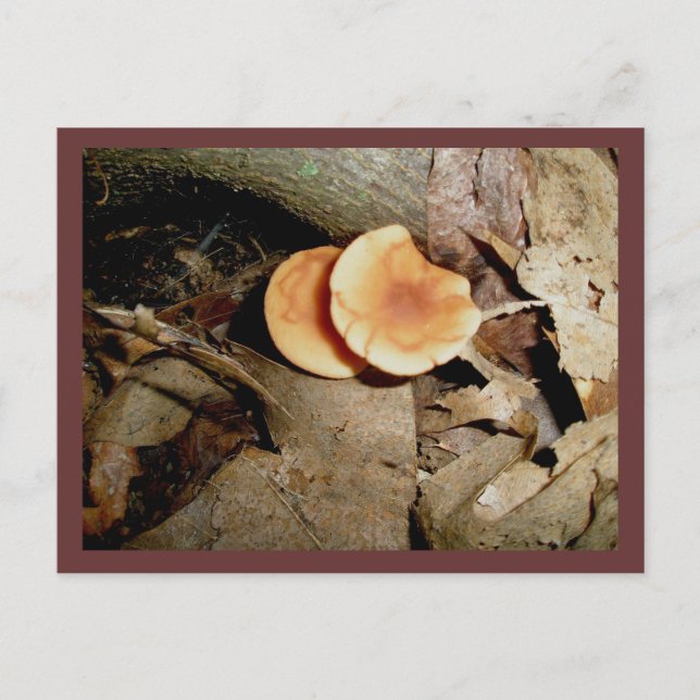 Carte postale Double Orange Musrooms (Devant)