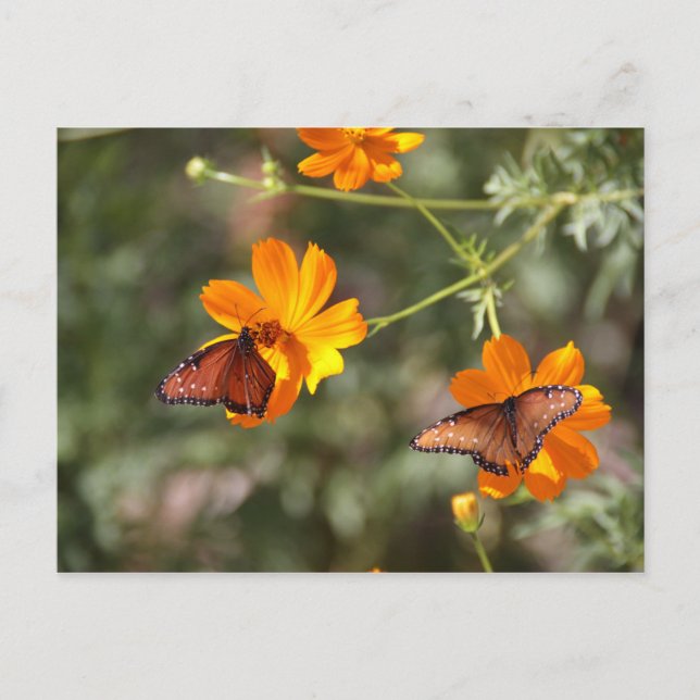 Carte Postale Double Papillon (Devant)