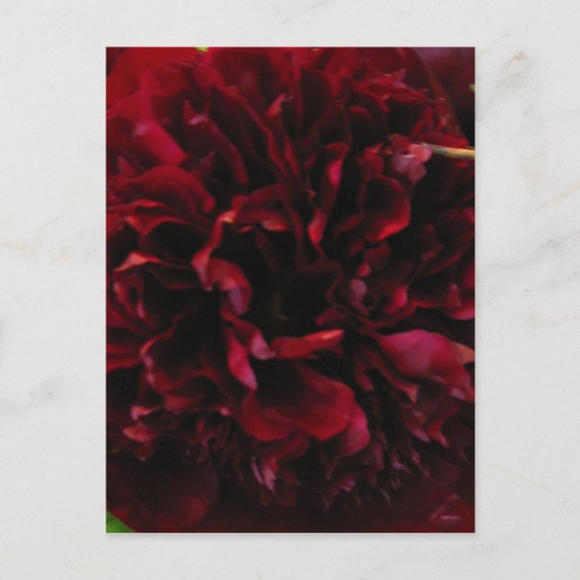 Carte postale Double Peony Tulip (Devant)