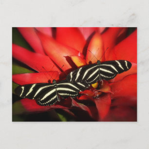 Carte Postale Double problème