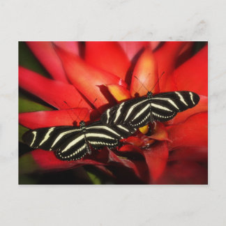 Carte Postale Double problème