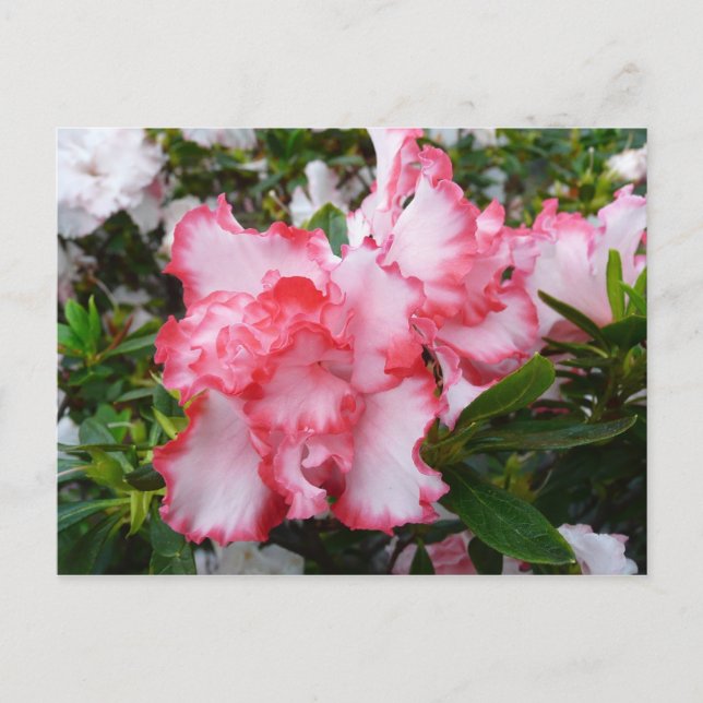 Carte Postale Double rouge et blanc Azaleas printemps floral (Devant)