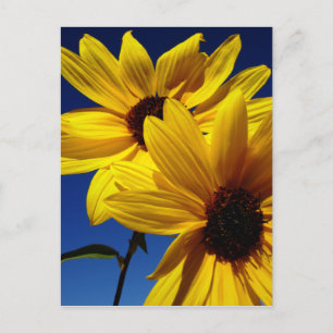 Carte postale Double tournesol