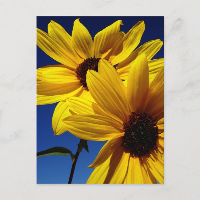 Carte postale Double tournesol (Devant)