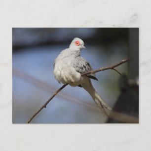 Carte Postale Douce Belle Colombe Diamant