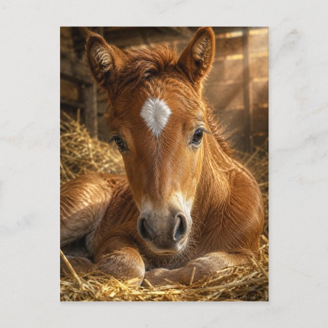 Carte Postale Douce Pâmoison dorée (Devant)