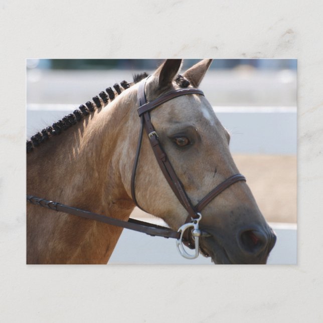 Carte Postale Douce Roan Pony (Devant)