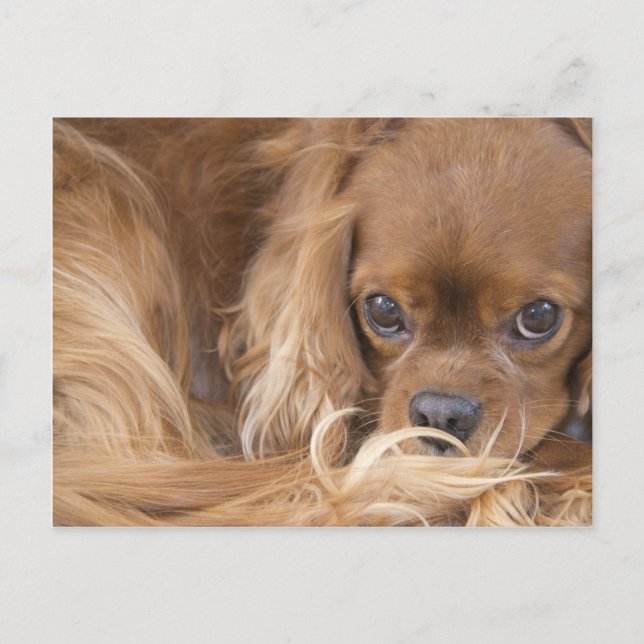 Carte Postale Douce Ruby Cavalier King Charles Spaniel (Devant)