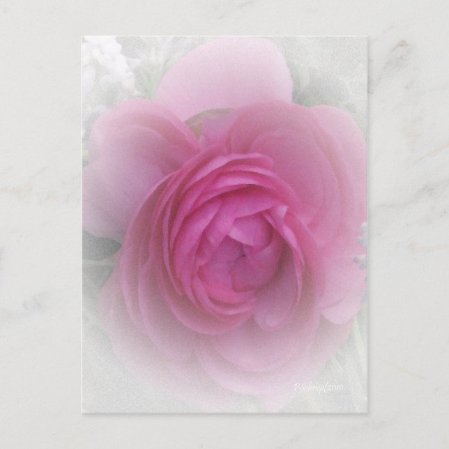 Carte Postale Doucement rose (Devant)