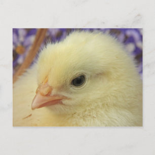 Carte Postale Douceur