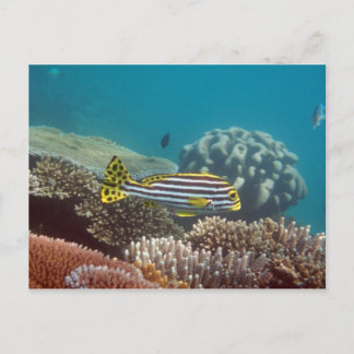 Carte Postale Douceur à bande diagonale (Plectorhinchus lineatus