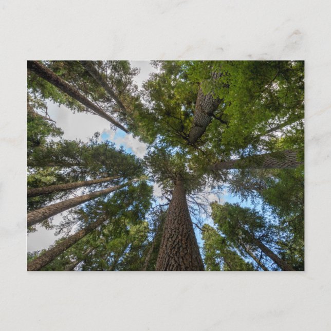 Carte Postale Douglas Fir tree canopy (Devant)