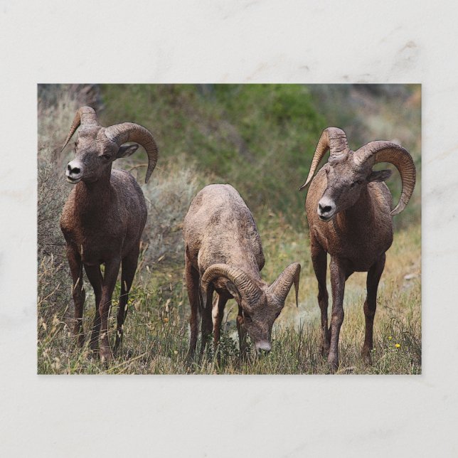 Carte Postale Douleurs liées à la faim (Devant)