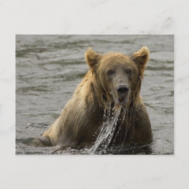 Carte postale d'ours brun pêchant (Devant)