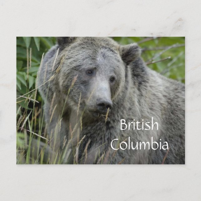carte postale d'ours grizzly de Colombie-Britanniq (Devant)