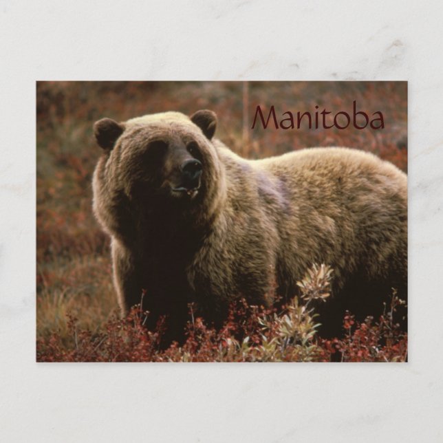 carte postale d'ours grizzly du Manitoba (Devant)