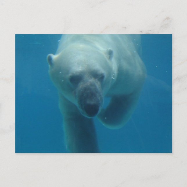 Carte postale d'ours polaire nageant (Devant)