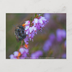 Carte Postale Doux