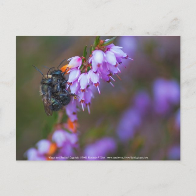 Carte Postale Doux (Devant)