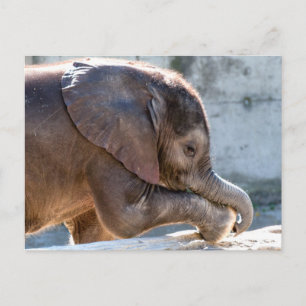 Carte Postale Doux bébé éléphant