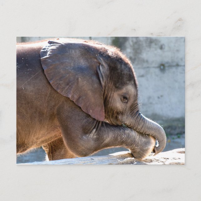 Carte Postale Doux bébé éléphant (Devant)